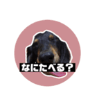 ジョンのスタンプ。ミニチュアダックス（個別スタンプ：1）