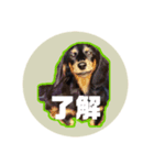 ジョンのスタンプ。ミニチュアダックス（個別スタンプ：6）