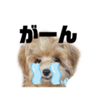 まろんすたんぷ。（個別スタンプ：8）