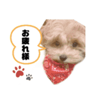 まろんすたんぷ。（個別スタンプ：15）