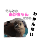 文鳥 さくちゃんのスタンプ（個別スタンプ：2）