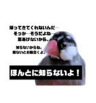 文鳥 さくちゃんのスタンプ（個別スタンプ：3）