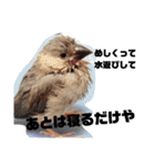 文鳥 さくちゃんのスタンプ（個別スタンプ：4）
