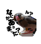 文鳥 さくちゃんのスタンプ（個別スタンプ：5）