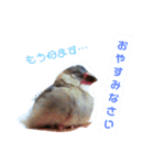 文鳥 さくちゃんのスタンプ（個別スタンプ：6）