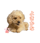 我が家のふうあ大先生♡（個別スタンプ：4）