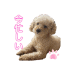 我が家のふうあ大先生♡（個別スタンプ：6）