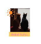 元保護猫 日常スタンプ（個別スタンプ：1）