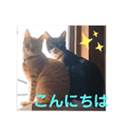元保護猫 日常スタンプ（個別スタンプ：2）