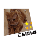 元保護猫 日常スタンプ（個別スタンプ：3）
