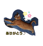 元保護猫 日常スタンプ（個別スタンプ：4）