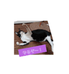 元保護猫 日常スタンプ（個別スタンプ：5）