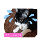元保護猫 日常スタンプ（個別スタンプ：6）