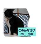 元保護猫 日常スタンプ（個別スタンプ：8）