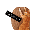元保護猫 日常スタンプ（個別スタンプ：9）