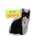 元保護猫 日常スタンプ（個別スタンプ：10）