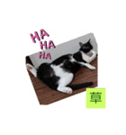 元保護猫 日常スタンプ（個別スタンプ：11）