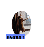元保護猫 日常スタンプ（個別スタンプ：12）