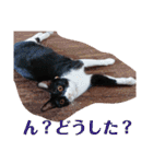 元保護猫 日常スタンプ（個別スタンプ：13）