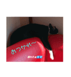 元保護猫 日常スタンプ（個別スタンプ：14）