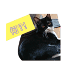 元保護猫 日常スタンプ（個別スタンプ：15）
