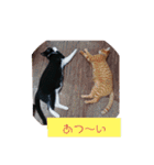 元保護猫 日常スタンプ（個別スタンプ：16）