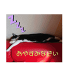 元保護猫 日常スタンプ（個別スタンプ：17）