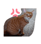 元保護猫 日常スタンプ（個別スタンプ：19）