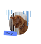 元保護猫 日常スタンプ（個別スタンプ：20）
