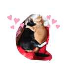 元保護猫 日常スタンプ（個別スタンプ：21）