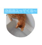 元保護猫 日常スタンプ（個別スタンプ：24）