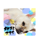 うちのきなこ！！！！（個別スタンプ：1）