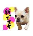 うちのきなこ！！！！（個別スタンプ：4）