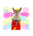 うちのきなこ！！！！（個別スタンプ：10）