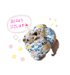 うちのきなこ！！！！（個別スタンプ：12）