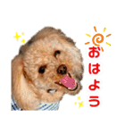 トイプードルの毎日使えるスタンプ（個別スタンプ：1）