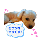トイプードルの毎日使えるスタンプ（個別スタンプ：3）