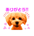 トイプードルの毎日使えるスタンプ（個別スタンプ：10）