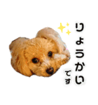 トイプードルの毎日使えるスタンプ（個別スタンプ：11）