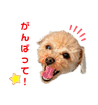 トイプードルの毎日使えるスタンプ（個別スタンプ：13）