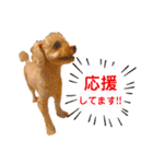 トイプードルの毎日使えるスタンプ（個別スタンプ：15）
