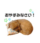 トイプードルの毎日使えるスタンプ（個別スタンプ：16）