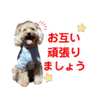 トイプードルの毎日使えるスタンプ（個別スタンプ：18）