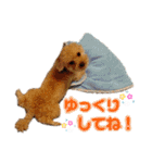 トイプードルの毎日使えるスタンプ（個別スタンプ：19）