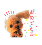 トイプードルの毎日使えるスタンプ（個別スタンプ：20）