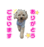 トイプードルの毎日使えるスタンプ（個別スタンプ：21）