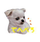 いっぬのチワワ3兄弟（個別スタンプ：5）