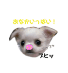 いっぬのチワワ3兄弟（個別スタンプ：10）