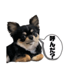 いっぬのチワワ3兄弟（個別スタンプ：12）