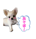 いっぬのチワワ3兄弟（個別スタンプ：13）